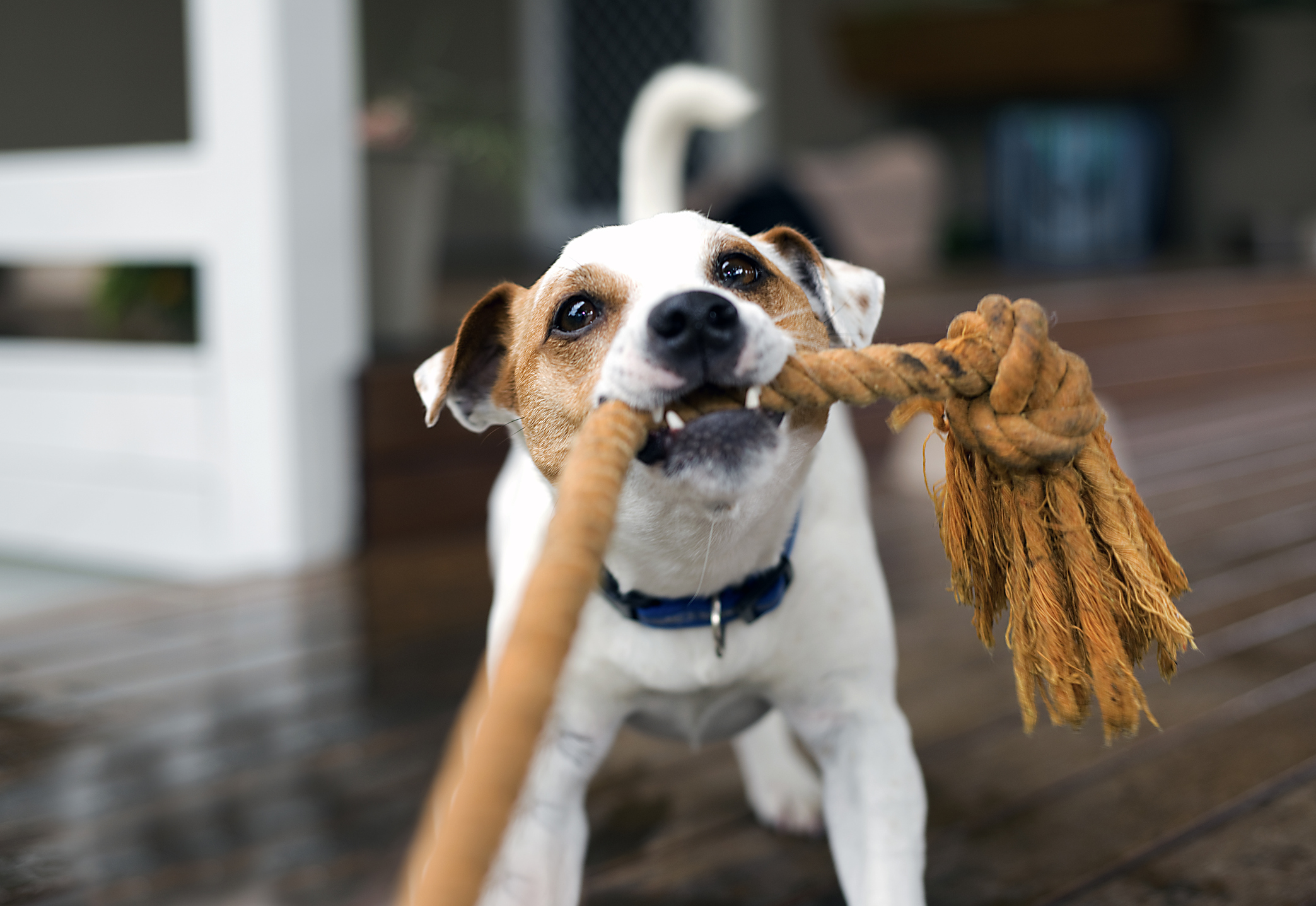 Public liability for dogs discount